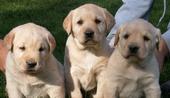 2012 Peanut Butter Trio